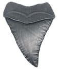 Jaws Medallion 50th Anniversary Shark Tooth by FaNaTtik