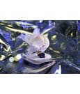 Alien Stage Mini Figures Free Stage Series 6 cm Blind Box Display (6) by AET