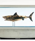Jaws Maquette 1/18 Jaws Bronze 60 cm by Elite Creature Collectibles