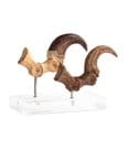 Jurassic Park ECC Elite Creature Line Statue Velociraptor Foot Claw and Fossil Claw Set 20 cm by Elite Creature…