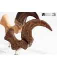 Jurassic Park ECC Elite Creature Line Statue Velociraptor Foot Claw and Fossil Claw Set 20 cm by Elite Creature…