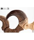 Jurassic Park ECC Elite Creature Line Statue Velociraptor Foot Claw and Fossil Claw Set 20 cm by Elite Creature…
