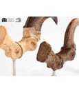 Jurassic Park ECC Elite Creature Line Statue Velociraptor Foot Claw and Fossil Claw Set 20 cm by Elite Creature…