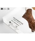 Jurassic Park ECC Elite Creature Line Statue Velociraptor Foot Claw and Fossil Claw Set 20 cm by Elite Creature…