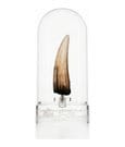 Jurassic Park III Prop Replica 1/1 Spinosaurus Tooth 14 cm by Elite Creature Collectibles