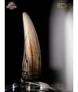 Jurassic Park III Prop Replica 1/1 Spinosaurus Tooth 14 cm by Elite Creature Collectibles