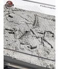 Jurassic Park III Excavation Map Velociraptor 27 cm by Elite Creature Collectibles