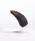Jurassic Park 1/1 Replica Velociraptor Toenail Type A 11 cm by Elite Creature Collectibles