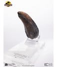 Jurassic Park 1/1 Replica Velociraptor Toenail Type A 11 cm by Elite Creature Collectibles