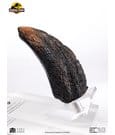 Jurassic Park 1/1 Replica Velociraptor Toenail Type A 11 cm by Elite Creature Collectibles